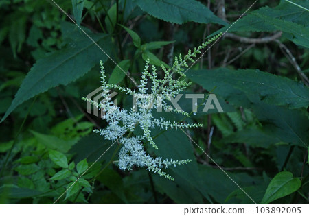 在六甲森林邊緣看到的美麗的錐形花序,上面有許多白花 在六甲森林邊緣看到的美麗的錐形花序,上面有許多白花 103892005