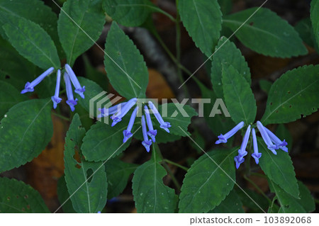 Akichoji with a beautiful appearance of three cymes of blue-purple flowers that grow in the half-shade of the mountains in a row. Akichoji with a beautiful appearance of three cymes of blue-purple flowers that grow in the half-shade of the mountains in a row. 103892068