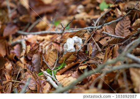 Ginryuusou (Also known as Yureitake mushrooms) 103892087