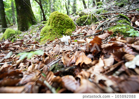 Ginryuusou（也稱為 Yureitake 蘑菇） 103892088