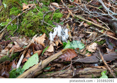 Ginryuusou (Also known as Yureitake mushrooms) 103892091