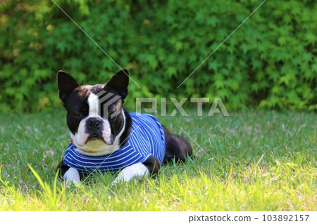 Boston terrier in a blue striped shirt lying down in the shade of fresh greenery ♡ Mighty-kun 103892157