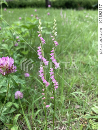 Nejibana 和三葉草 Nejibana 和三葉草 103892177