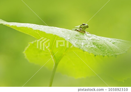 Japanese tree frog on butterbur at Tateshina Highlands Japanese tree frog on butterbur at Tateshina Highlands 103892310