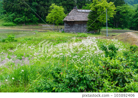Rain paddy 103892406
