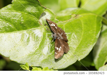 Diamondsensei Diamondsensei 103892423