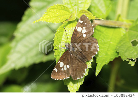 Diamondsensei Diamondsensei 103892424