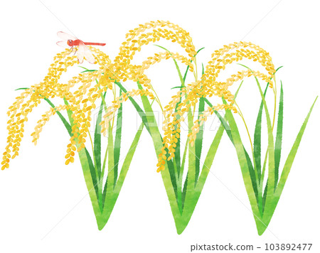 一隻紅蜻蜓棲息在稻穗上秋季圖像水彩畫 103892477