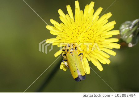 蒲公英和黑蠅葉蟬 103892494