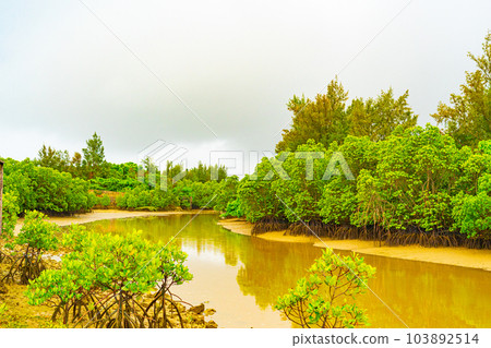 宮古島島尻紅樹林公園 宮古島島尻紅樹林公園 103892514