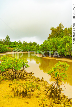 Miyakojima Shimajiri Mangrove Park Miyakojima Shimajiri Mangrove Park 103892515