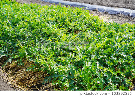 Watermelon field 103892555