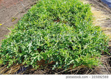 Vegetable field 103892569