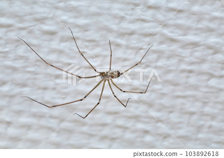 Spider on the wall 103892618
