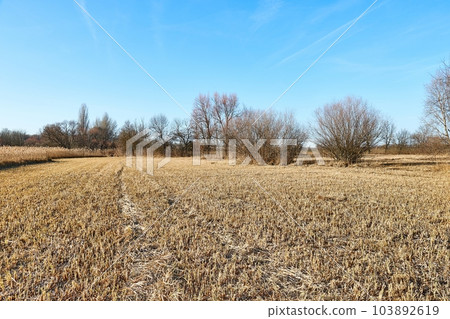 Dry autumn meadow 103892619