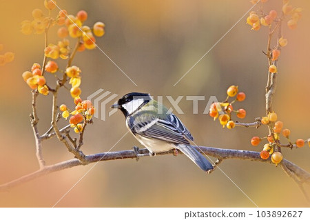 Japanese thorn fruit and titmouse at Tateshina Highlands Japanese thorn fruit and titmouse at Tateshina Highlands 103892627