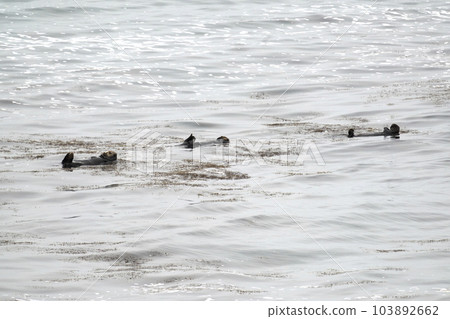 Wild sea otter family off Cape Kiritappu Wild sea otter family off Cape Kiritappu 103892662