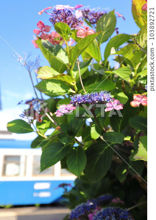 Chiba Choshi Choshi Electric Railway Togawa Station Stopped train and hydrangea flowers Chiba Choshi Choshi Electric Railway Togawa Station Stopped train and hydrangea flowers 103892721