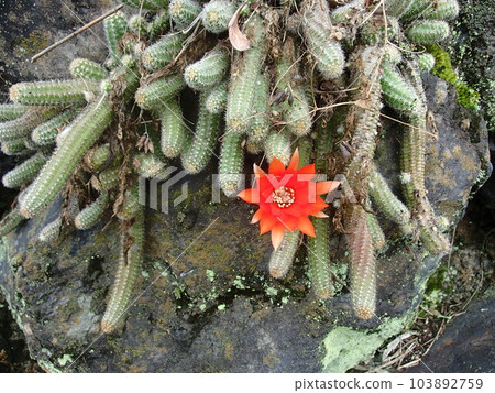 Satoyama Satoyama 103892759