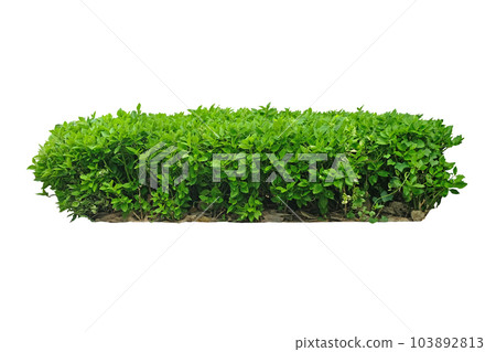 Green bush Redbird Cactus plant Green bush Redbird Cactus plant 103892813