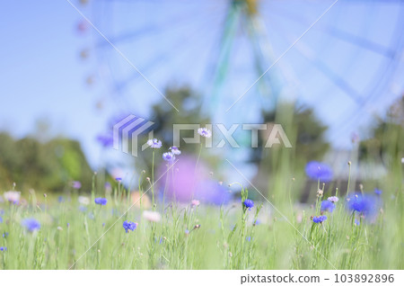 矢車菊 矢車菊 103892896