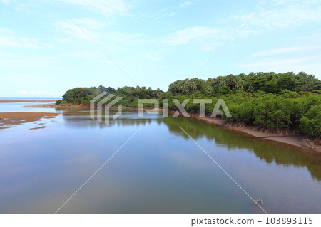 Colony of Sakishimasu (Iriomote Island, Okinawa Prefecture) 103893115