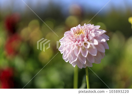 Pink dahlias blooming at Sera Kogen Farm in autumn Pink dahlias blooming at Sera Kogen Farm in autumn 103893220