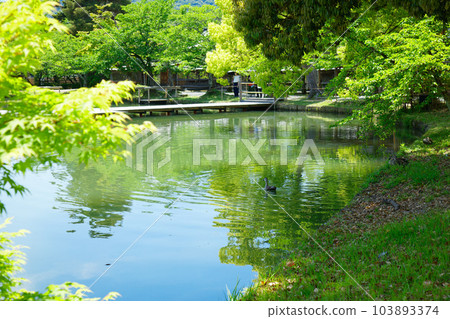 池舞台、大澤池、嫩葉和新綠、綠楓葉、大覺寺 池舞台、大澤池、嫩葉和新綠、綠楓葉、大覺寺 103893374