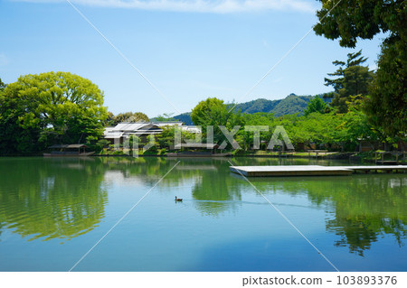 Ikebutai, Osawa Pond, young leaves and fresh greenery, green maple leaves, Daikakuji Temple 103893376