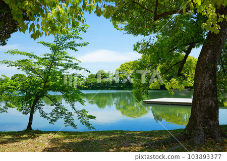 Ikebutai, Osawa Pond, young leaves and fresh greenery, green maple leaves, Daikakuji Temple 103893377