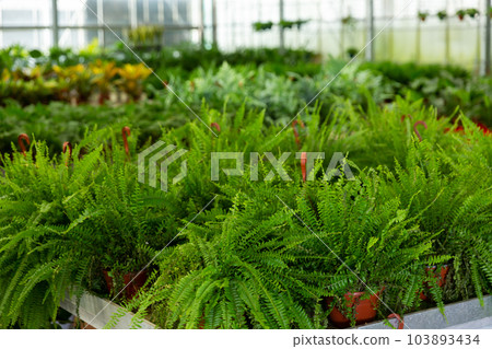 Green nefrolepis plants growing in flowerpots at glasshouse 103893434