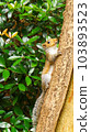 爬樹的灰鼠 103893523