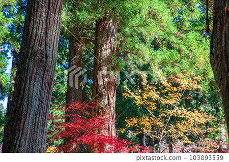 Untoan near the entrance, autumn leaves, Minamiuonuma City, Niigata Prefecture Untoan near the entrance, autumn leaves, Minamiuonuma City, Niigata Prefecture 103893559