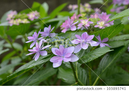 繡球 繡球 103893741