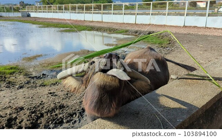 農耕的好夥伴水牛張嘴吃草 農耕的好夥伴水牛張嘴吃草 103894100