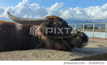 台灣宜蘭的水牛靠在圍牆上發呆 台灣宜蘭的水牛靠在圍牆上發呆 103894103
