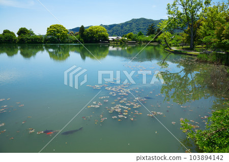 大覺寺、大澤池、新綠葉和綠楓葉 大覺寺、大澤池、新綠葉和綠楓葉 103894142