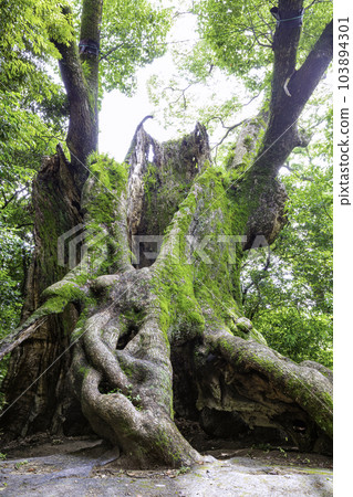 Giant camphor tree in Tsukazaki (Takeo City, Saga Prefecture), the third largest tree in Saga Prefecture Giant camphor tree in Tsukazaki (Takeo City, Saga Prefecture), the third largest tree in Saga Prefecture 103894301