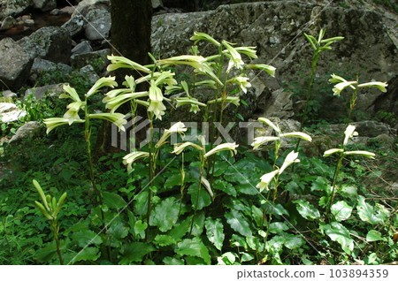 Lilium lily with beautiful clusters of greenish-white sideways flowers that grow wild in valleys Lilium lily with beautiful clusters of greenish-white sideways flowers that grow wild in valleys 103894359