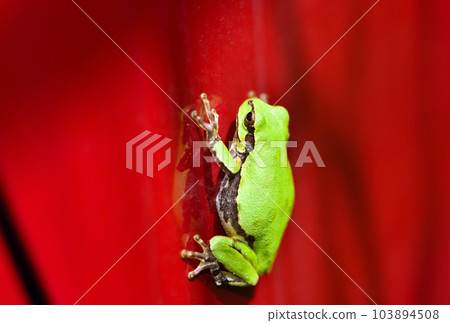A tree frog perched on a red car 103894508