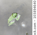 產卵後在池塘里游泳的森林樹蛙 103894640
