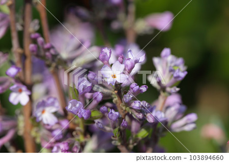長壽櫻花和花蕾 103894660