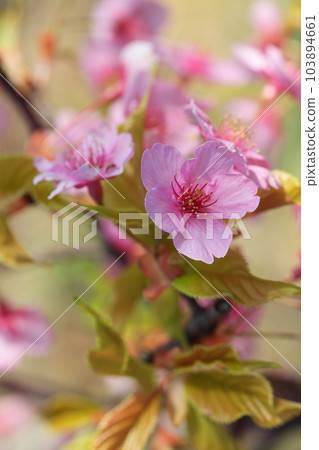 毛伊島花 毛伊島花 103894661