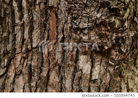 Up of the tree trunk Up of the tree trunk 103894745