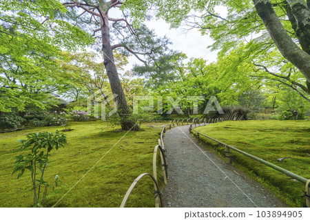 Arashiyama, Kyoto Hogon-in Shishiku-no-niwa, the season of fresh greenery Arashiyama, Kyoto Hogon-in Shishiku-no-niwa, the season of fresh greenery 103894905