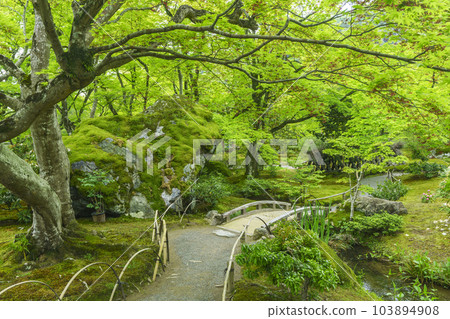 Arashiyama, Kyoto Hogon-in Shishiku-no-niwa, the season of fresh greenery Arashiyama, Kyoto Hogon-in Shishiku-no-niwa, the season of fresh greenery 103894908