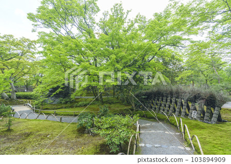 Arashiyama, Kyoto Hogon-in Shishiku-no-niwa, the season of fresh greenery Arashiyama, Kyoto Hogon-in Shishiku-no-niwa, the season of fresh greenery 103894909