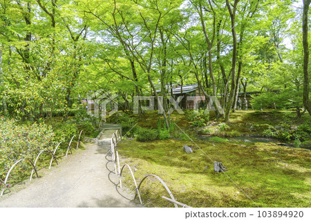 Arashiyama, Kyoto Hogon-in Shishiku-no-niwa, the season of fresh greenery Arashiyama, Kyoto Hogon-in Shishiku-no-niwa, the season of fresh greenery 103894920