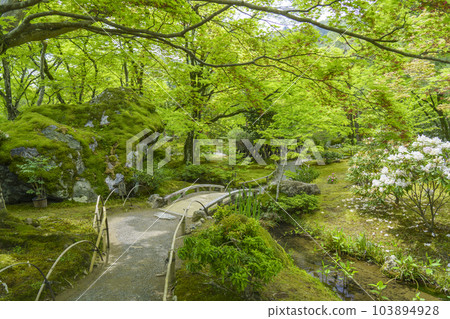 京都嵐山 寶嚴院紫石庭，新綠的季節 103894928