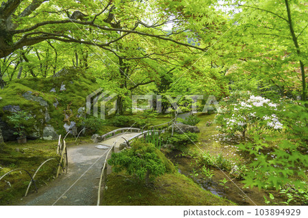 Arashiyama, Kyoto Hogon-in Shishiku-no-niwa, the season of fresh greenery 103894929